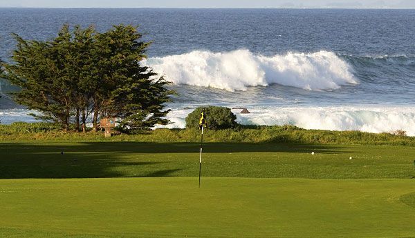 Pacific Grove deer on the course