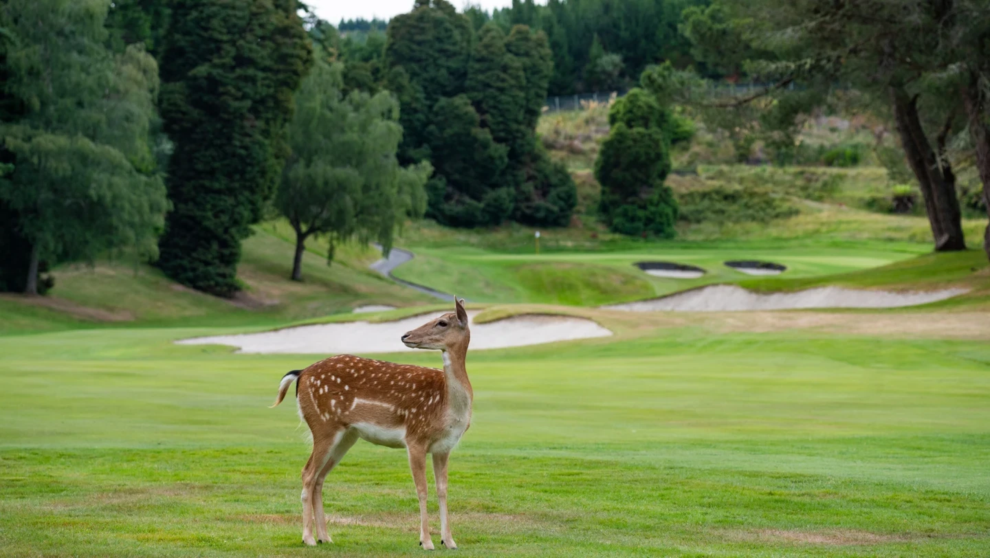 Wairakei Golf + Sanctuary